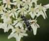 Chlorophorus sartor